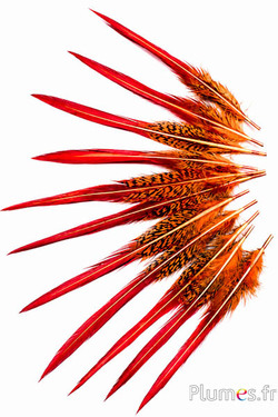 Goudfazant staart - 15-20 cm - oranje-rood